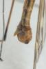 Tipula obsoleta
